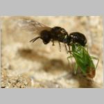 Lindenius albilabris - Grabwespe w06d 6-7mm - mit Wanze-Lygocoris beim Nesteintrag - OS-Hasbergen Lehmsandhuegel.jpg